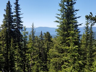 pine tree forest