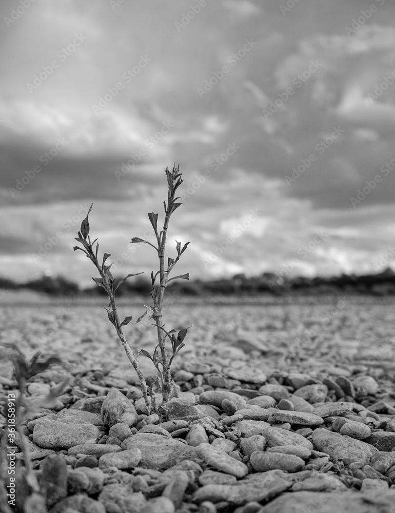 Canvas Prints Vertical grayscale shot of survived plant between pebbles at a riverbank