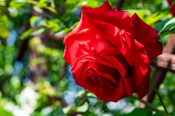 A large red rose grows on a bush, among light green leaves, a beautiful background. Nature outdoors macro summer photo