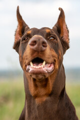 Brown and tan Doberman Dobermann dog with cropped ears and open mouth. Closeup muzzle portrait in full face on blurred nature background on sunny day. Looking at viewer. Vertical orientation. 