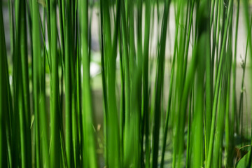 Sedge as a background, grows in the water of a small river. Close up photo. Beautiful green color.