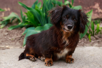 Dog breed dachshund