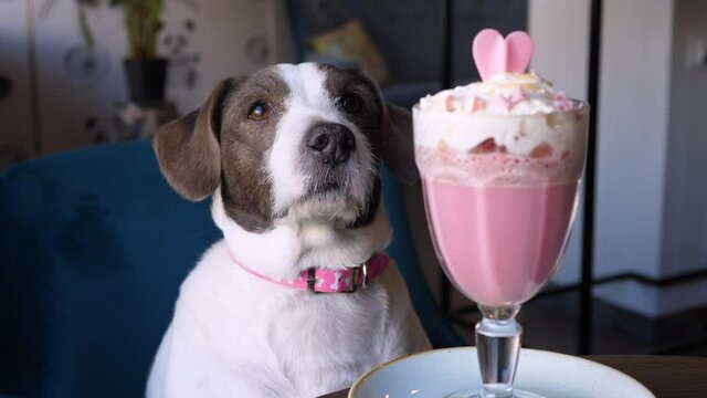 Funny Dog Sitting In Cafe With Pink Latte.