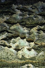 Bark texture, brown background, vertical