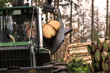modern forest machine when felling trees