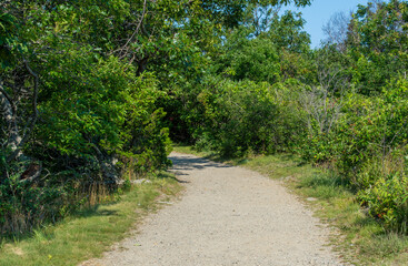 Fototapeta na wymiar a dirt path through thick lush trees and plants in Cape Ann, Massachusetts on a sunny day