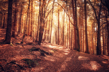 Warmes Sonnenlicht im herbstlichen Wald