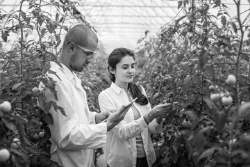 Young scientists farmers working on a tomato greenhouse farm. Compare the data in the tablet. Work...