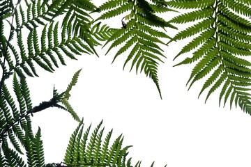 Tropical fern leaves on white isolated background for green foliage backdrop and copy space