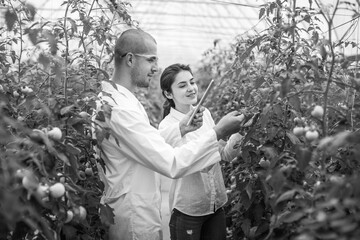 Young scientists farmers working on a tomato greenhouse farm. Compare the data in the tablet. Work...
