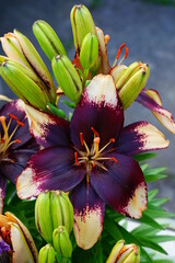 Fototapety na wymiar - Fototapeta24.pl