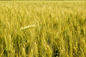 Background ripe spikelets of wheat growing in a summer field