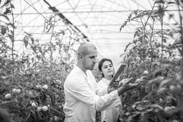 Young scientists farmers working on a tomato greenhouse farm. Compare the data in the tablet. Work...