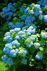Blue heads of hydrangea flowers