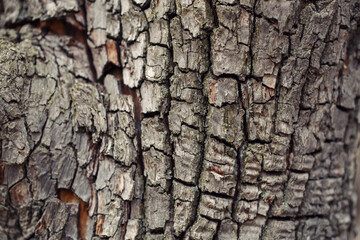 Natural wooden texture background. Closeup macro of old aged tree bark. Abstract oak tree nature backdrop, wallpaper. Unusual pattern surface with cracks, holes, curvy shape lines.