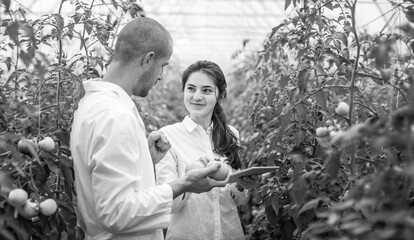 Young scientists farmers working on a tomato greenhouse farm. Compare the data in the tablet. Work...