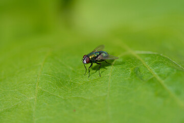 Goldfliege, Lucilia sericata