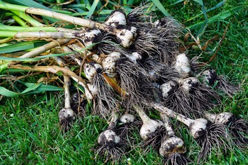 Freshly dug heads of garlic bulbs with soil still attached to the roots