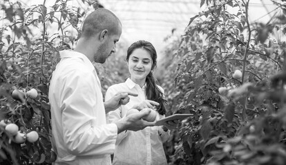 Young scientists farmers working on a tomato greenhouse farm. Compare the data in the tablet. Work...