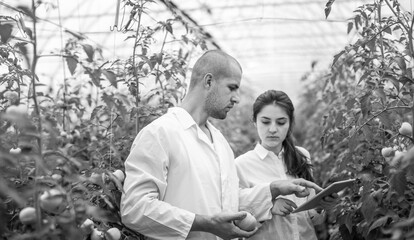 Young scientists farmers working on a tomato greenhouse farm. Compare the data in the tablet. Work...