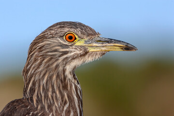 Black crowned Night Heron - immature bird