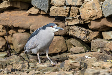 Black crowned Night Heron adult