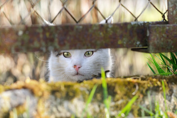 The cat peeps through the hole in the fence. Selective focus on the eyes.