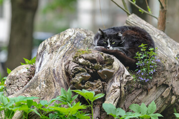 Landscape with a cat. The cat is resting on a large curved snag. The concept of isolation, solitude, seclusion