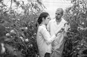 Young scientists farmers working on a tomato greenhouse farm. Compare the data in the tablet. Work...