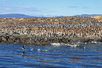 Large Group of Cormorants on the Rocky Island of Beagle Channel, Ushuaia, Tierra del Fuego, Argentina