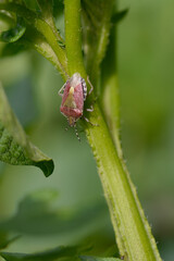 Beerenwanze, Dolycoris baccarum