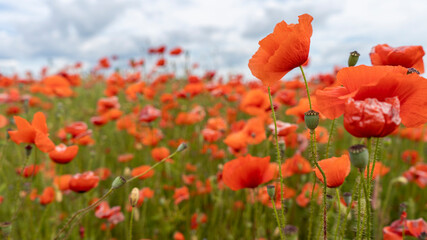 Naklejka premium Field of Blossoming Red Poppies. Beautiful Flowers Meadow and Summer Nature Landscape
