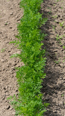 Green Carrot Plants in Growth at Vegetable Garden in the  Organic Farm. Home Growing Vegetables in Spring Time. Agriculture and Ecological Fruit Farming Concept