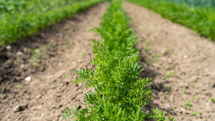 Green Carrot Plants in Growth at Vegetable Garden in the  Organic Farm. Home Growing Vegetables in Spring Time. Agriculture and Ecological Fruit Farming Concept