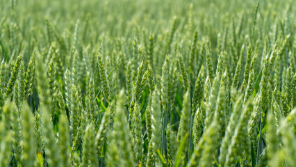Wheat Field. Ears of  Wheat Close Up. Background of Ripening Ears of Meadow Wheat Field. Rich Harvest.