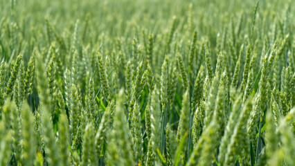 Fototapeta na wymiar Wheat Field. Ears of Wheat Close Up. Background of Ripening Ears of Meadow Wheat Field. Rich Harvest.