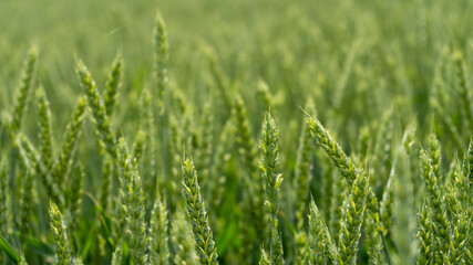 Wheat Field. Ears of  Wheat Close Up. Background of Ripening Ears of Meadow Wheat Field. Rich Harvest.