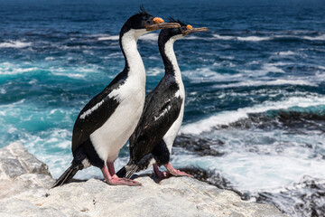 King Cormorant pair