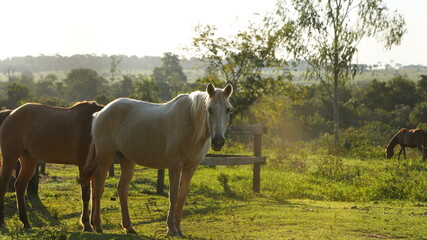 white horse