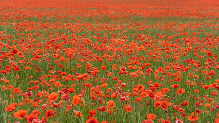 Fototapeta na wymiar Field of Blossoming Red Poppies. Beautiful Flowers Meadow and Summer Nature Landscape