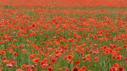 Obraz premium Field of Blossoming Red Poppies. Beautiful Flowers Meadow and Summer Nature Landscape