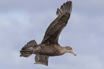 Southern Giant Petrel in flight