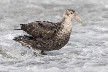 Southern Giant Petrel