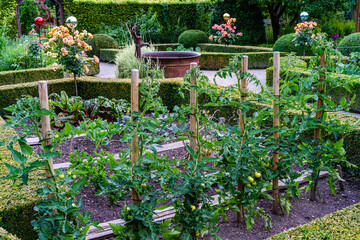 Tomatenpflanzen Photos Royalty Free Images Graphics Vectors Videos Adobe Stock