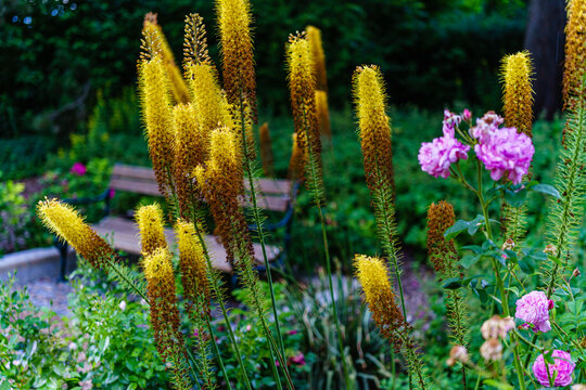 lauschiger Winkel im Garten mit Sitzbank und &uuml;ppig leuchtend gelb bl&uuml;hender Steppenkerzen (Eremurus);  auch  Steppenlilie, Cleopatranadel oder Lilienschweif