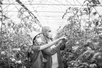 Young scientists farmers working on a tomato greenhouse farm. Compare the data in the tablet. Work...