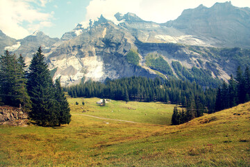 Fototapeta na wymiar Idyllic mountain landscape in the Alps with blooming meadows in springtime