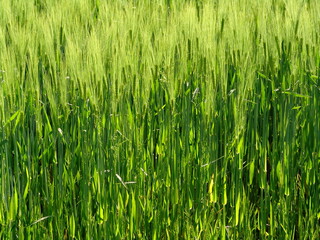 green rye field
