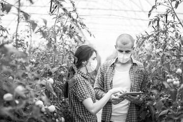 Young scientists farmers working on a tomato greenhouse farm. Compare the data in the tablet. Work...