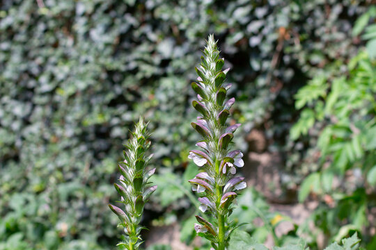 Acanthus mollis, also known as bear's breeches, sea dock, bearsfoot, oyster plant or Wahrer Bärenklau
